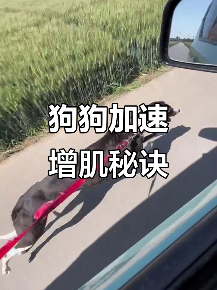 每天半小时训练，狗狗肌肉爆发力惊人