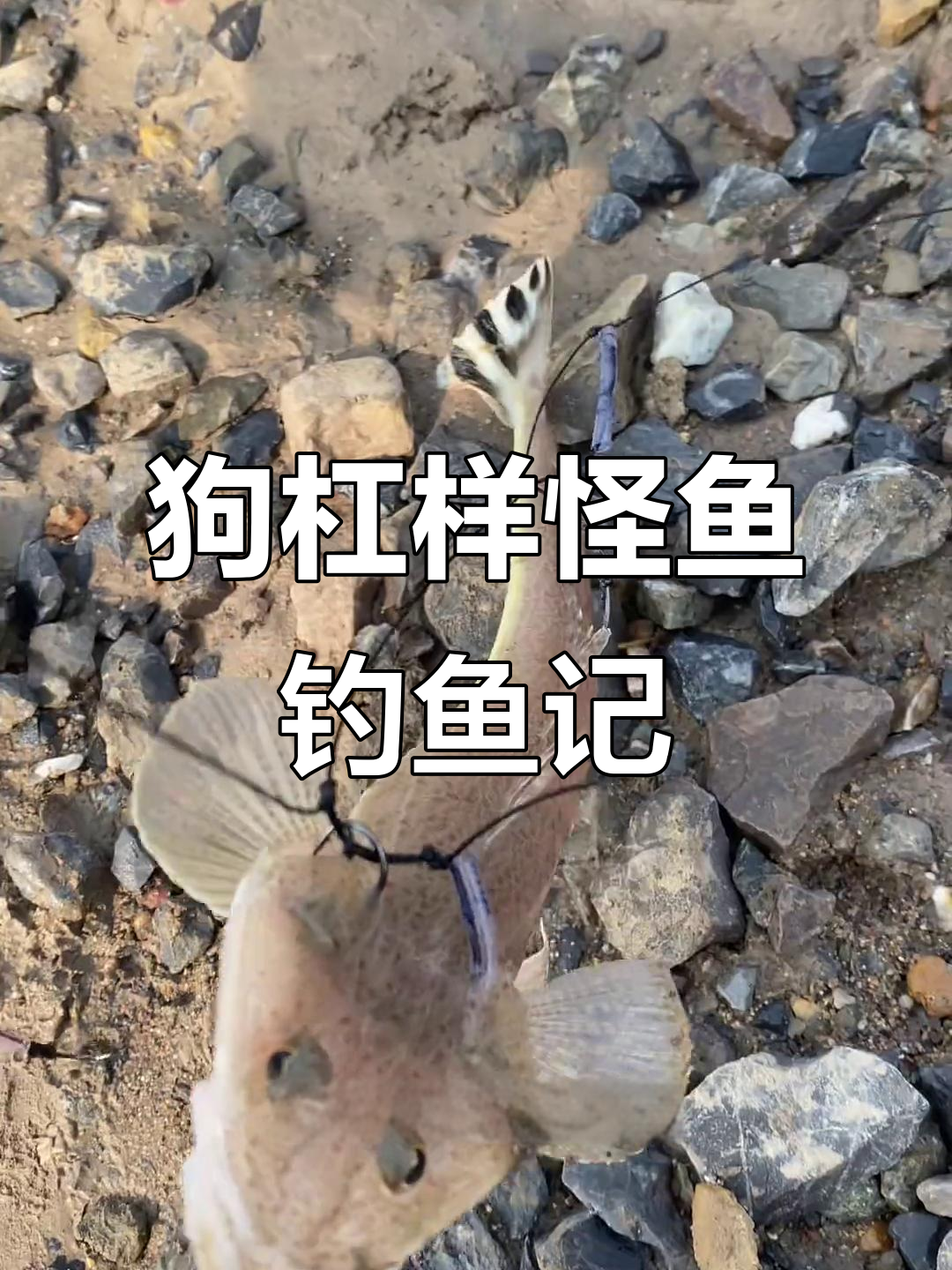 钓到一条长得像狗杠的怪鱼，扁头黑白条纹让人笑疯了