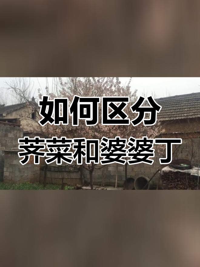 荠菜与婆婆丁的区别,别再认错了