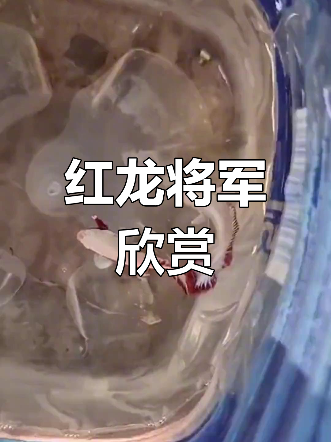 泰国斗鱼红龙将军的魅力展示