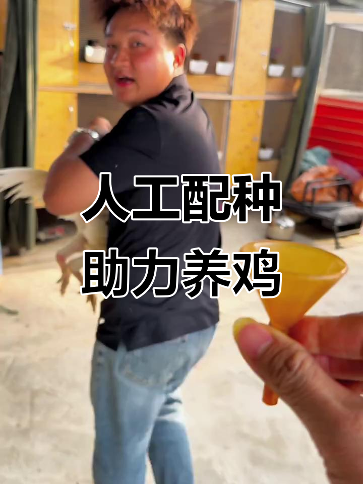 母鸡不愿与公鸡配对,人工干预来帮忙