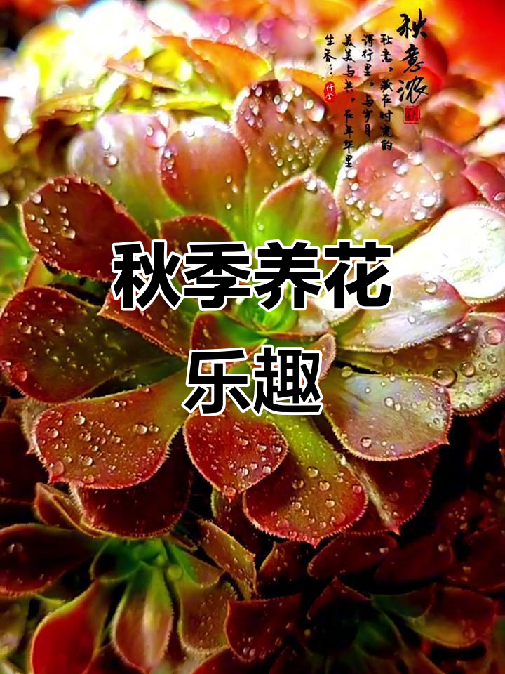 深秋的诗意与温暖,法师荷兰玫瑰成长记