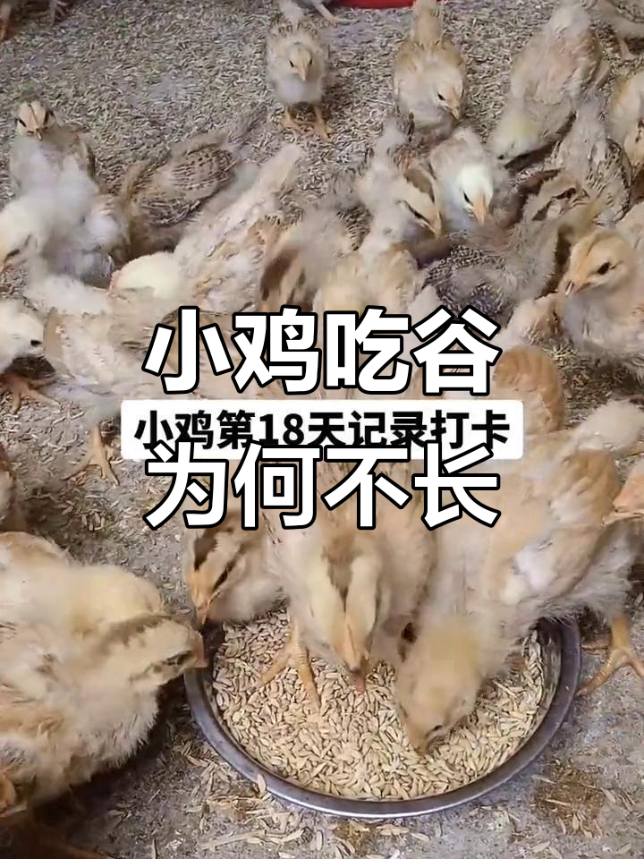 为什么买鸡贩的2斤小鸡养一个月还是一斤?原来是这样!