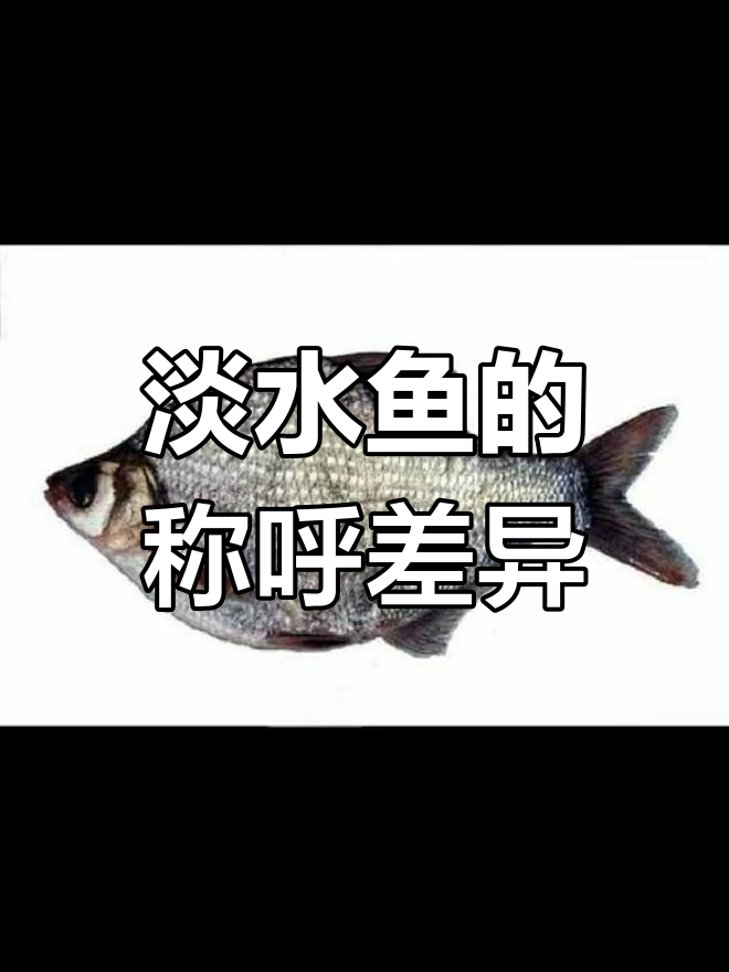 淡水鱼种类大揭秘,各地叫法不同