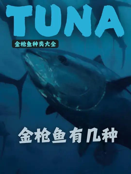 叫金枪鱼的怎么那么多?到底谁才是真的金枪鱼?所有的金枪鱼种类都整理好了,赶快收藏