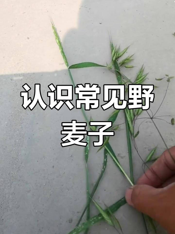 了解野麦子:雀麦、节节麦与黑麦草的区别