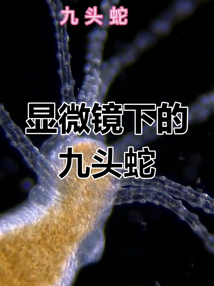 九头蛇:水母与章鱼的神秘亲戚