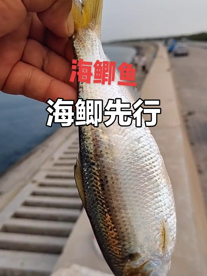 先钓海鲫鱼,小串钩挂饵,顺便带上梭鱼和鲻鱼的希望