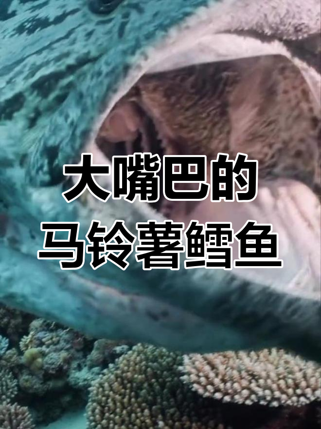 马铃薯鳕鱼:海洋中的巨嘴奇观