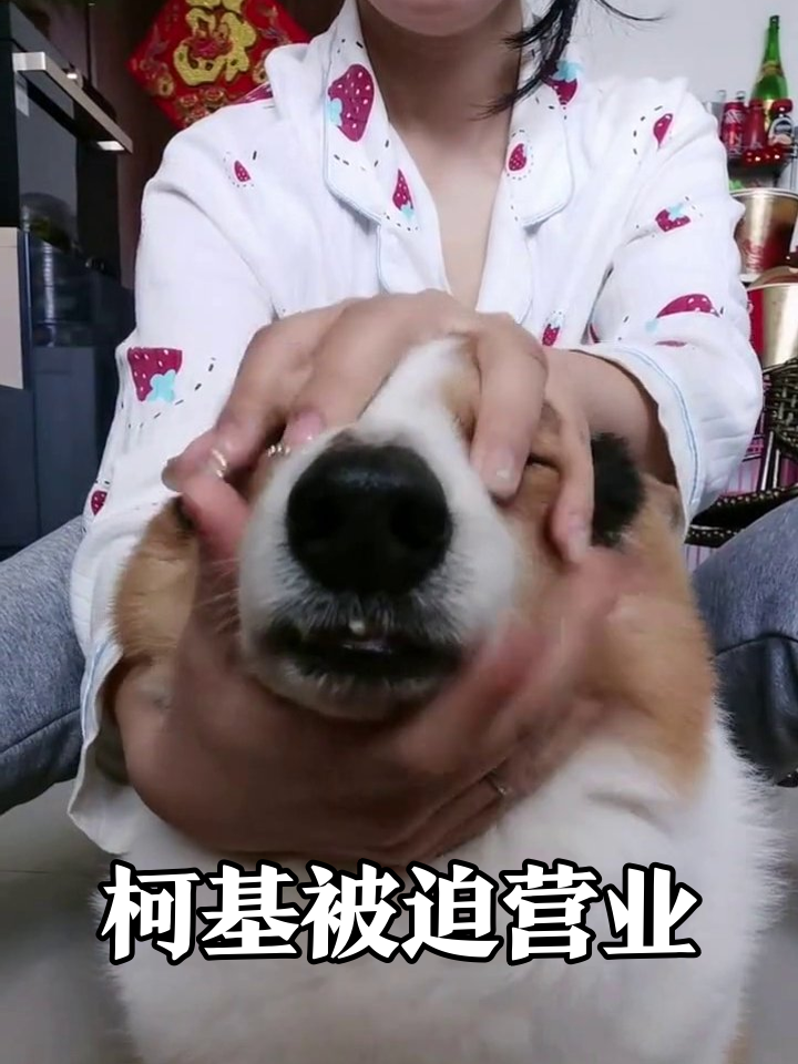 主人沉迷揉脸无法自拔,柯基生无可恋表情笑喷