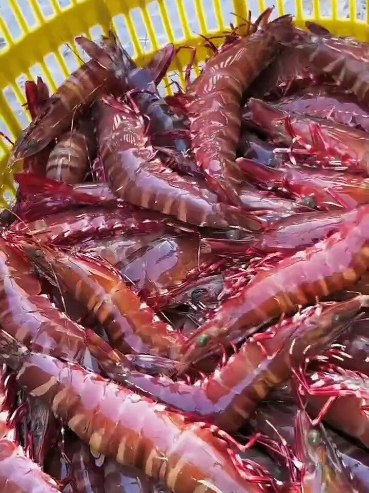 野生海捕红爪虾,红鬼虾,红虎虾,红节虾