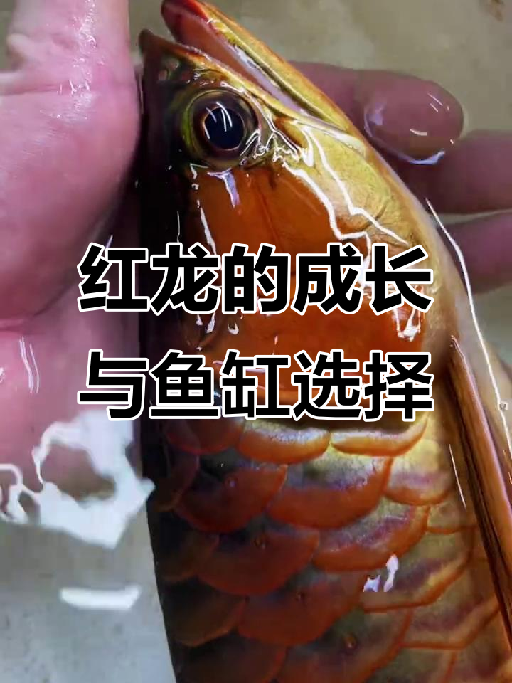 90公分缸也能养出完美红龙,看看这发色效果