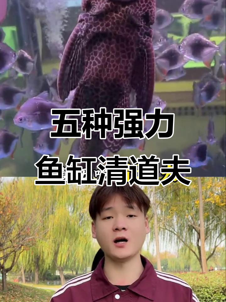 鱼缸清洁工大揭秘：五种高效清理工具，让你的水族箱焕然一新