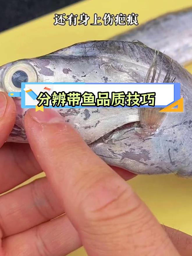 如何挑选新鲜带鱼,肉质鲜嫩不腥