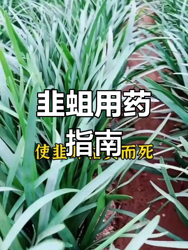 韭菜地蛆防治方案