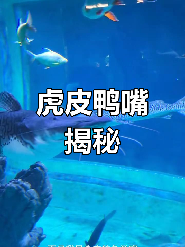虎皮鸭嘴:食肉鲶鱼,身上有老虎斑纹