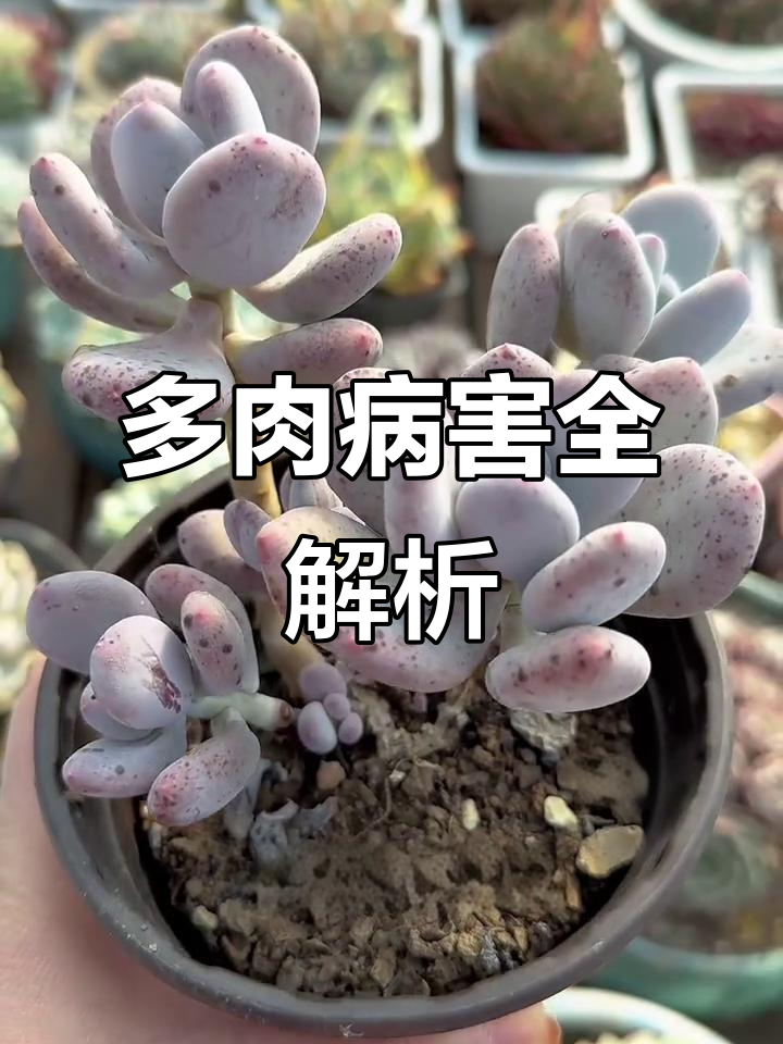 多肉植物常见病害大揭秘,新手必看防治方法