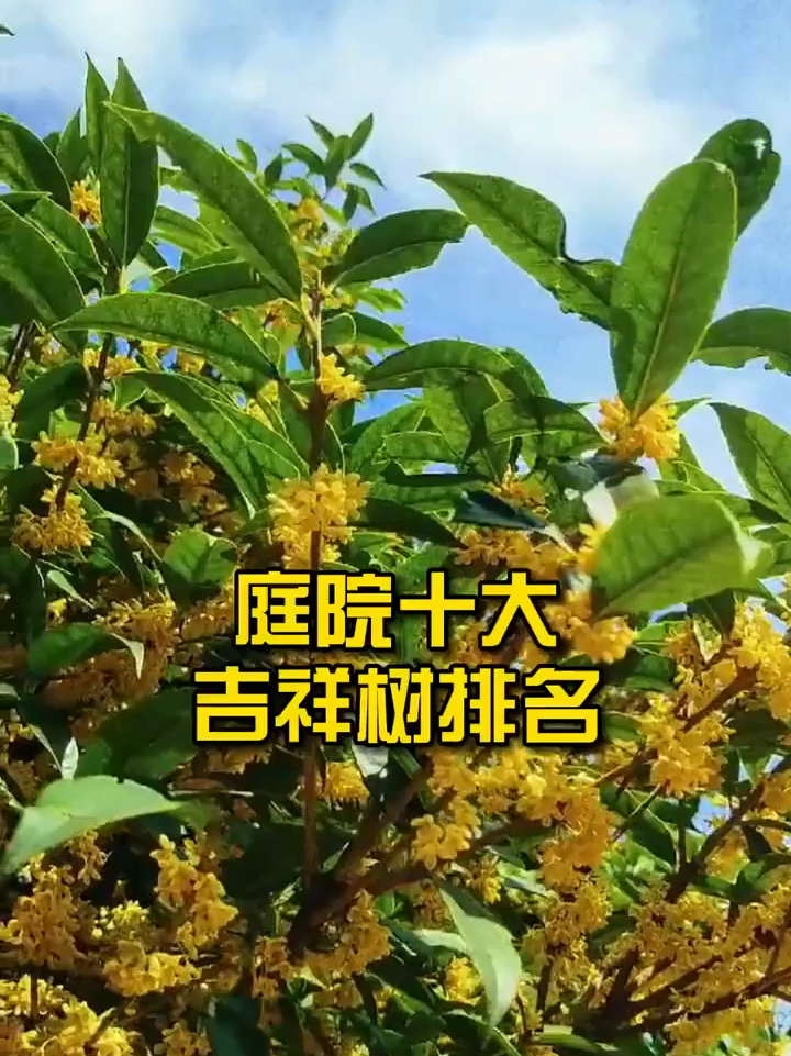 庭院十大吉祥树!