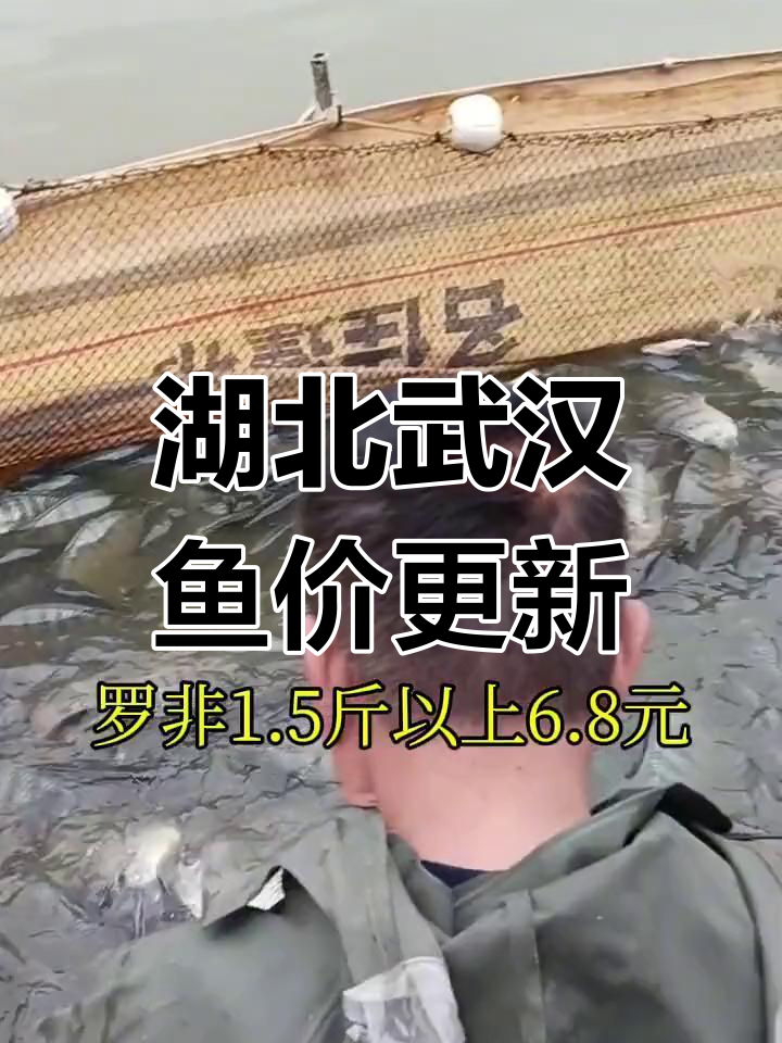湖北武汉5月10日鱼价大揭秘,草鱼到鳜鱼的最新价格一览