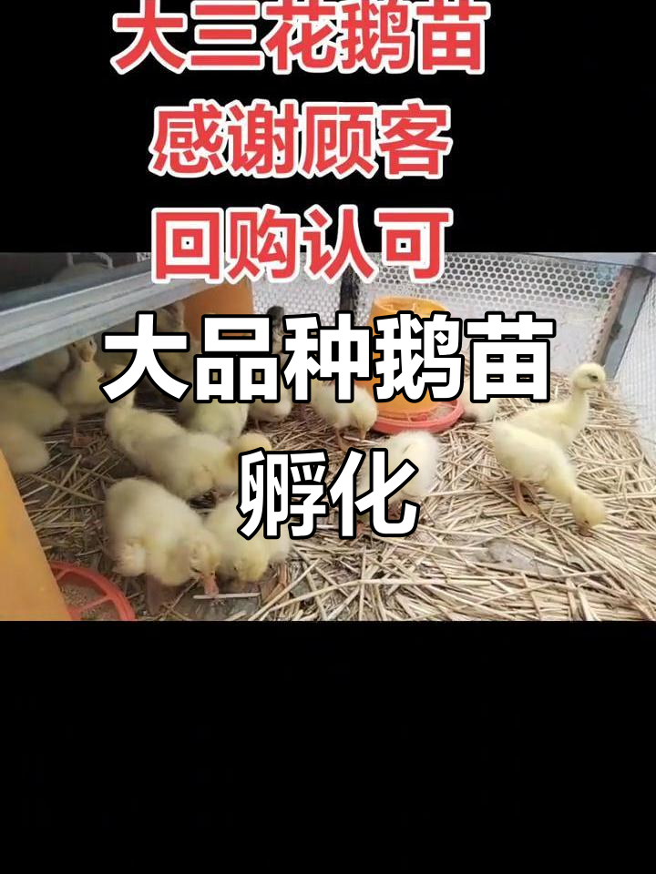 叶县洪庄杨孵化场:大品种鹅苗培育基地