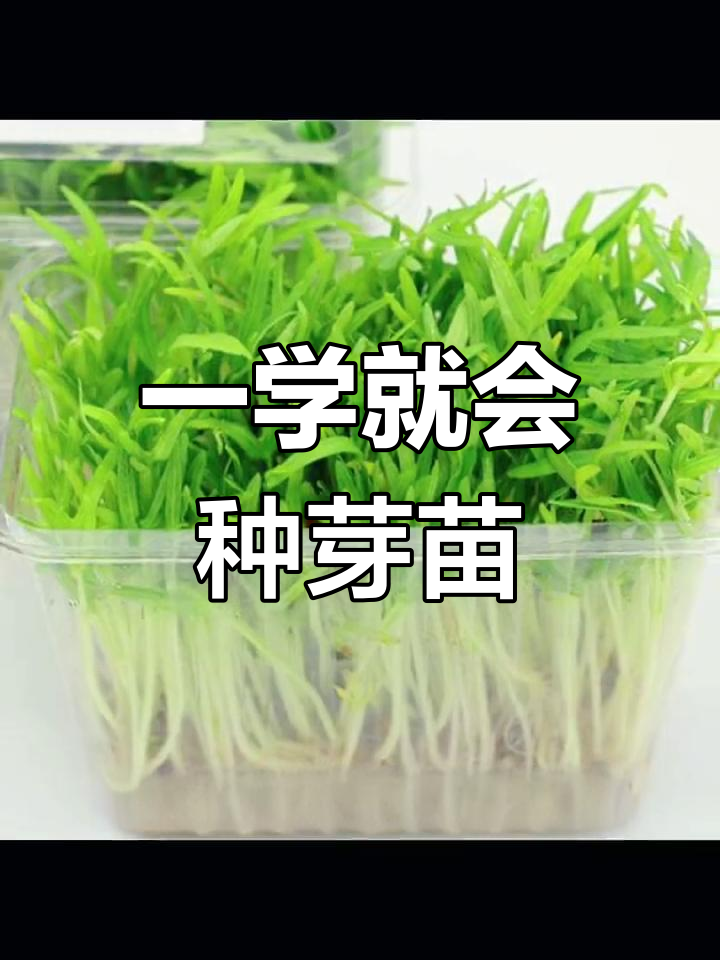 芽苗菜种植全攻略,轻松学会各种蔬菜