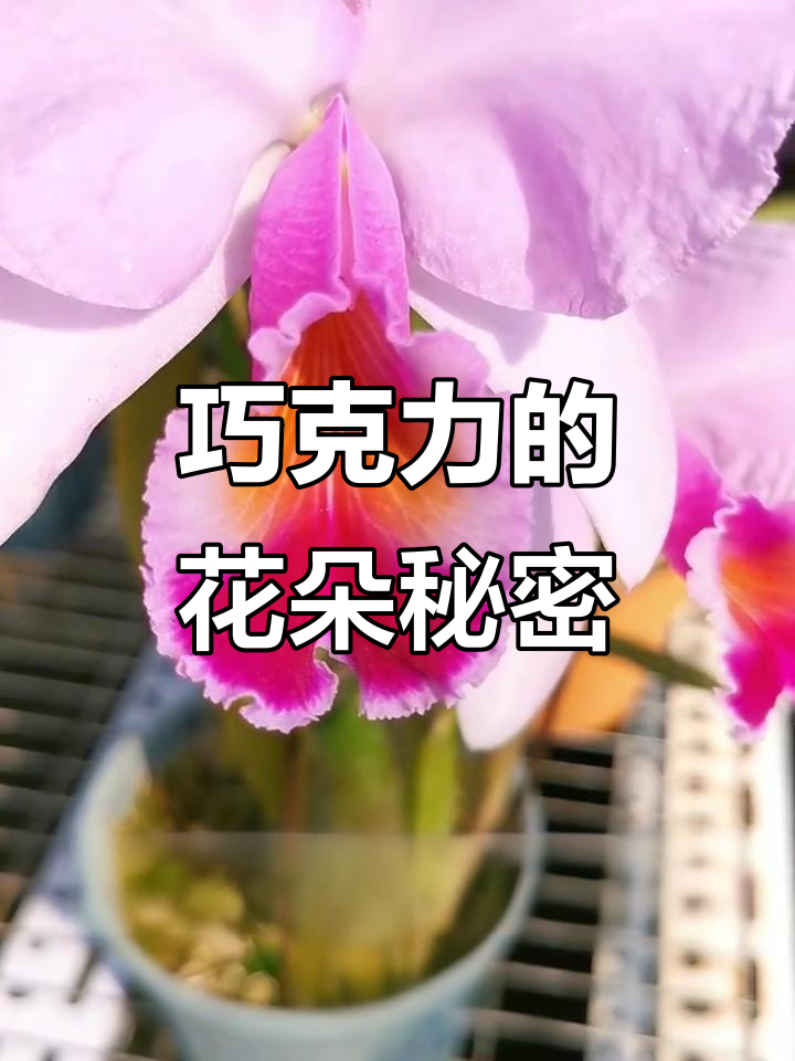 为什么巧克力卡特兰的名字一直没变?揭秘由来和特点
