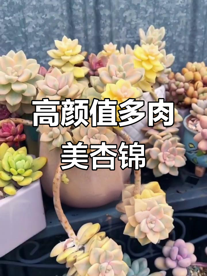 美杏锦：颜值爆表的多肉品种，养护技巧全揭秘
