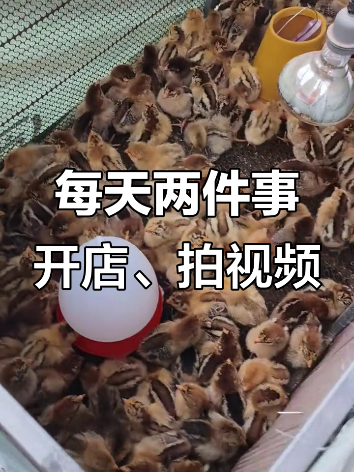 清远麻鸡与良凤花鸡苗的日常,准时开门做生意,准点拍抖音