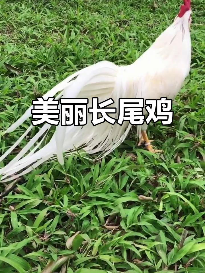 长尾鸡:观赏与养殖的完美结合,尾巴最长可达七米