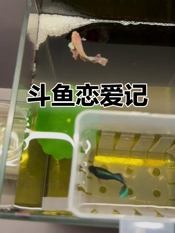 小斗鱼一见钟情,公母感情迅速升温!