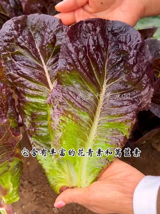 喜欢种菜又怕招虫子,那就种些咖啡香麦菜吧 在家种菜 我的田园生活 咖啡菜