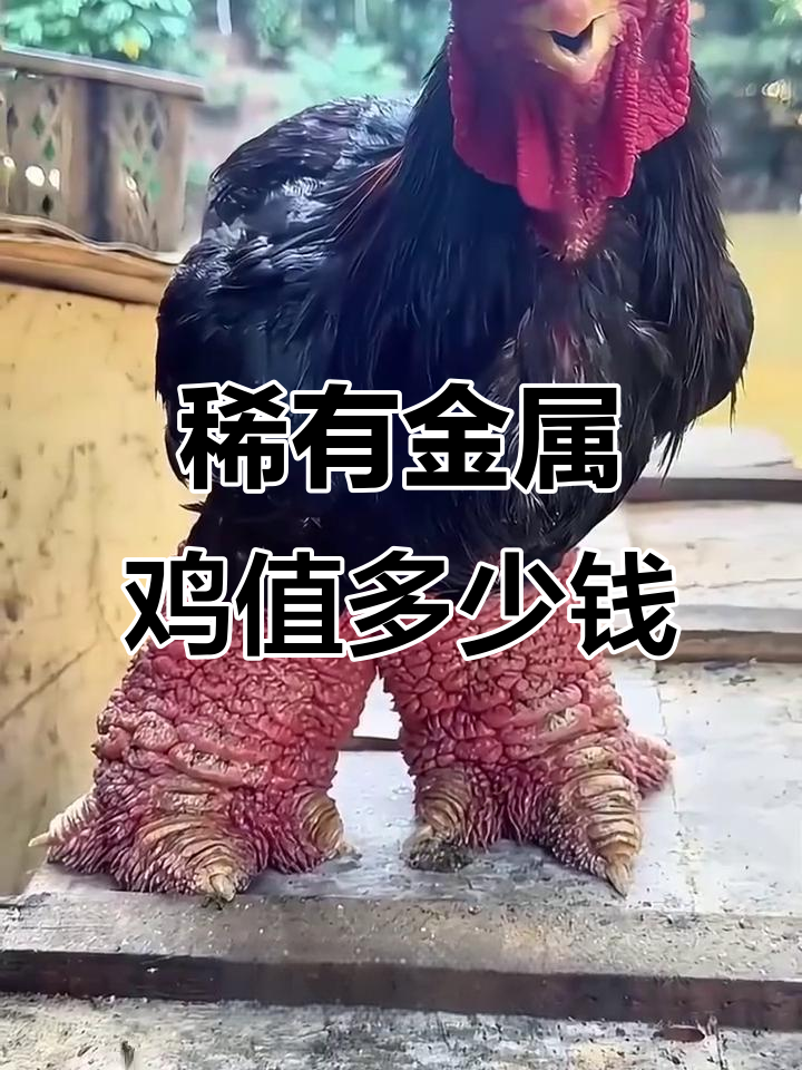 印度尼西亚稀有金属鸡,价格惊人!