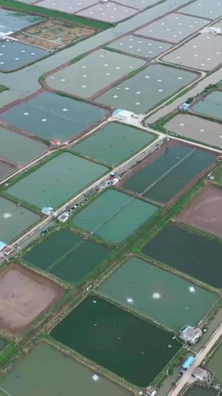 80后回乡“博士渔夫”带领农民手机养鱼