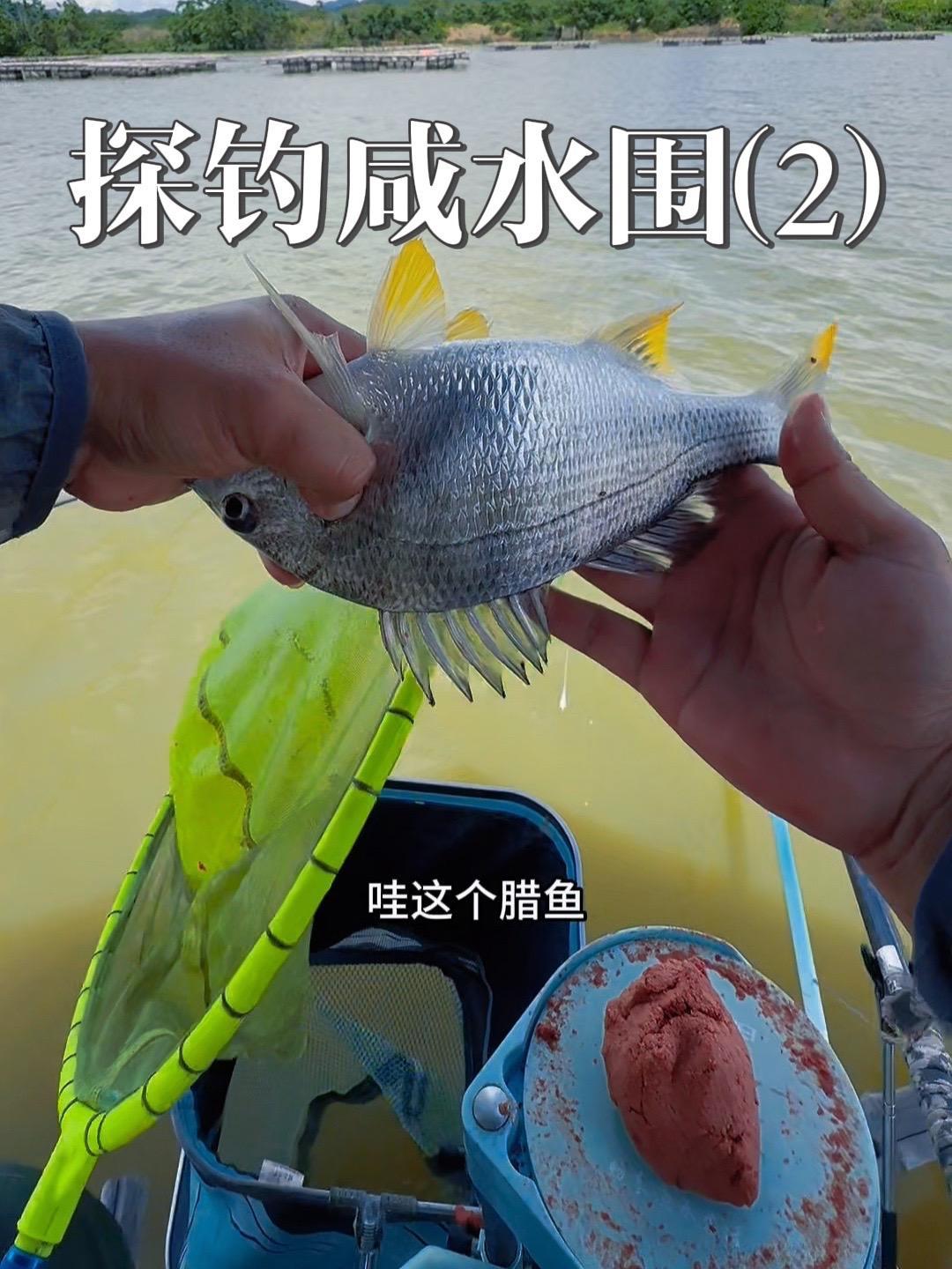 这海鱼钓起来真过瘾呀,杆杆黑漂一来一大群,好吃又好玩 钓鱼人就是这么疯狂 光威鱼竿