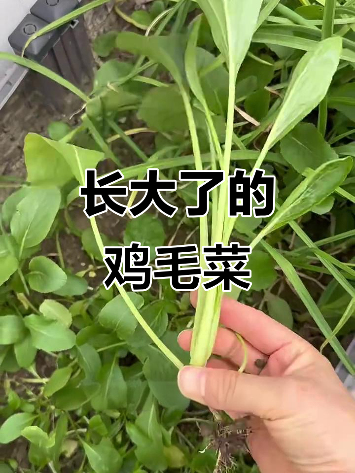 鸡毛菜长大变样,竟然是这样!秋冬收获意外惊喜