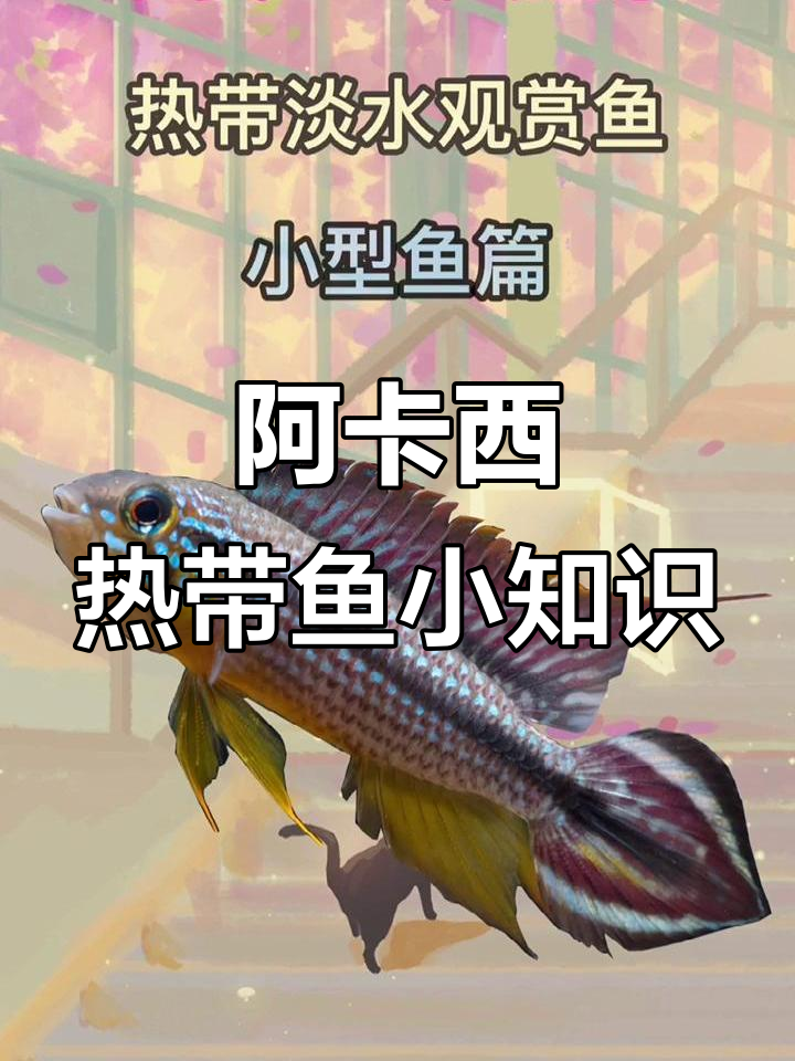 热带观赏鱼阿卡西:从德国到变异品种全解析