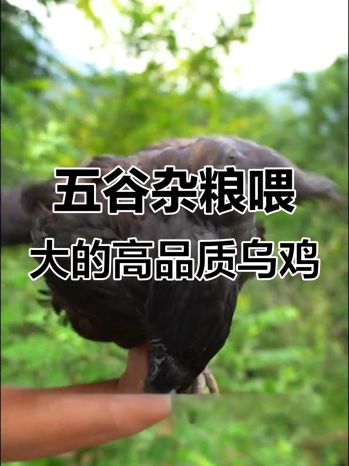 秦岭黑凤乌鸡:300天散养,虫草为食,五斤重的高品质美味