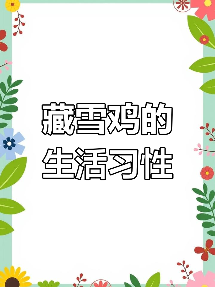 青藏高原的珍稀鸟类:藏雪鸡
