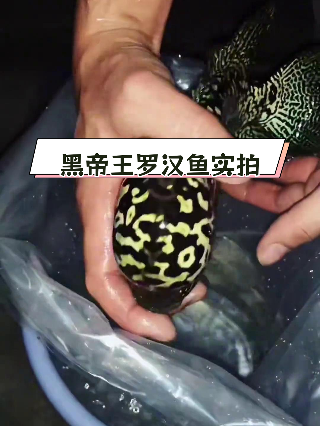 顶级黑帝王罗汉鱼出水照曝光