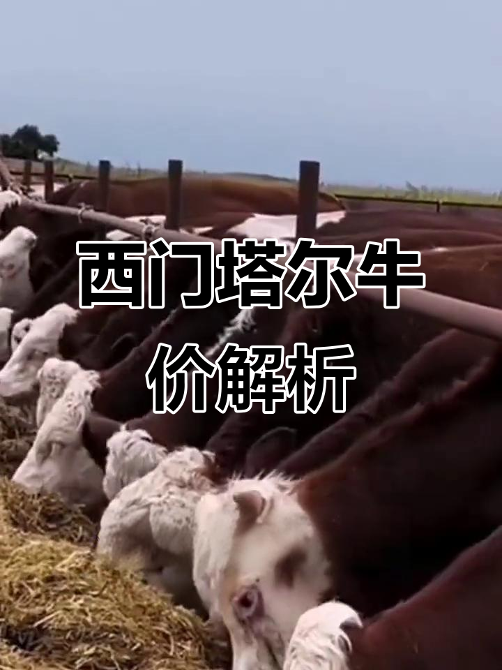 过年牛市行情分析:西门塔尔公母牛价格一览