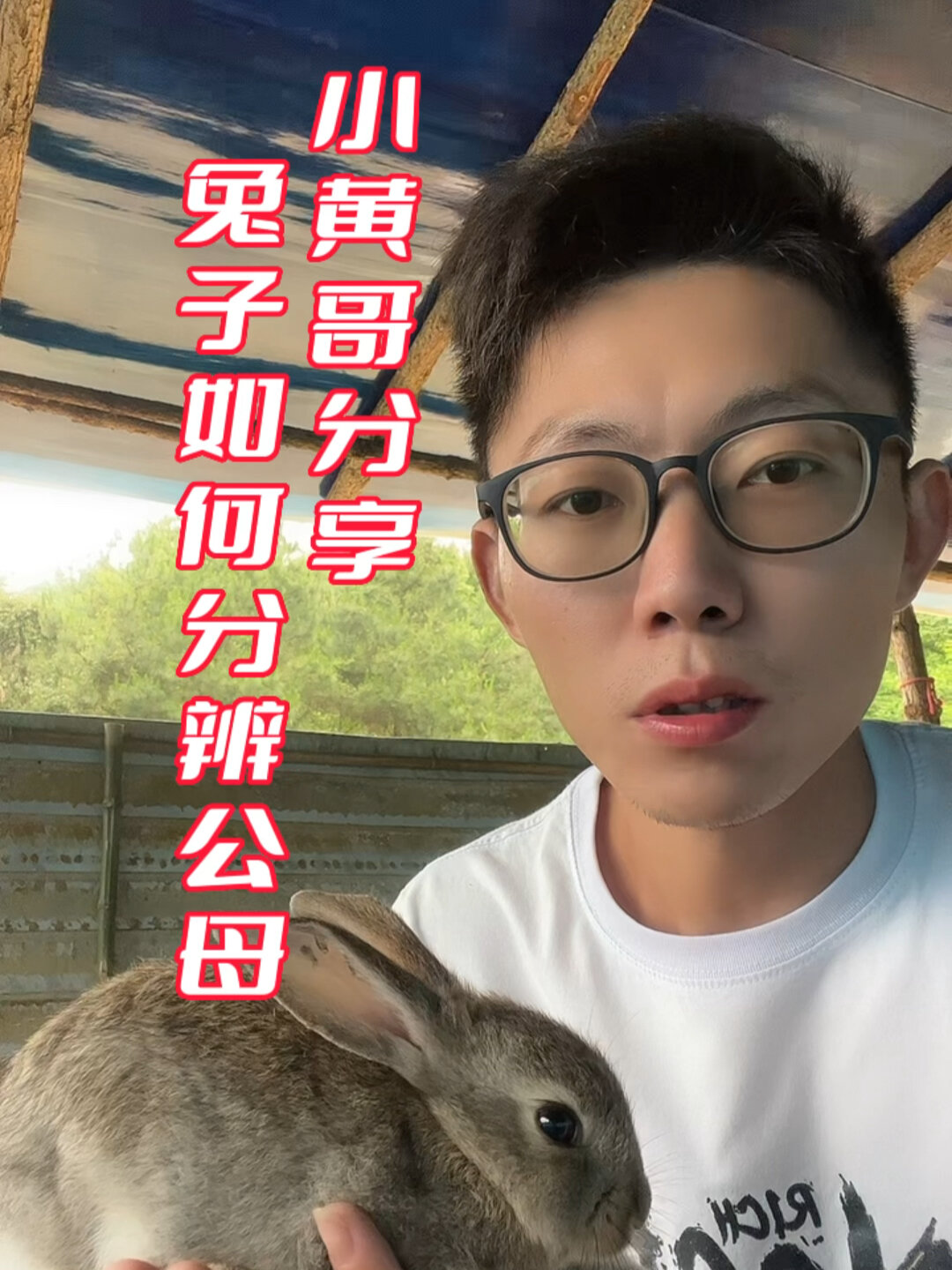 兔子如何分辨公母?