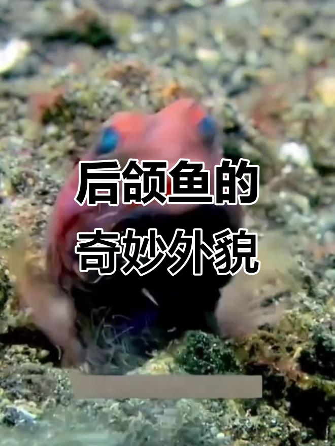 奇特后颌鱼,大头圆眼,嘴巴超大!