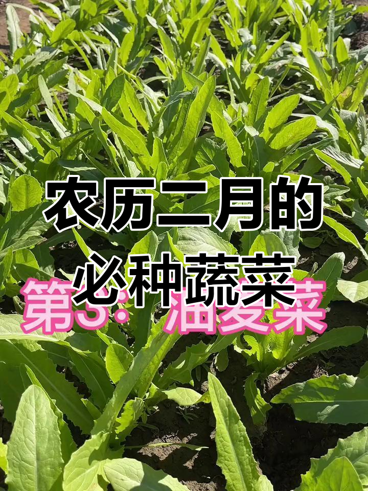 二月份适合种这些蔬菜,生菜土豆油麦菜都在其中