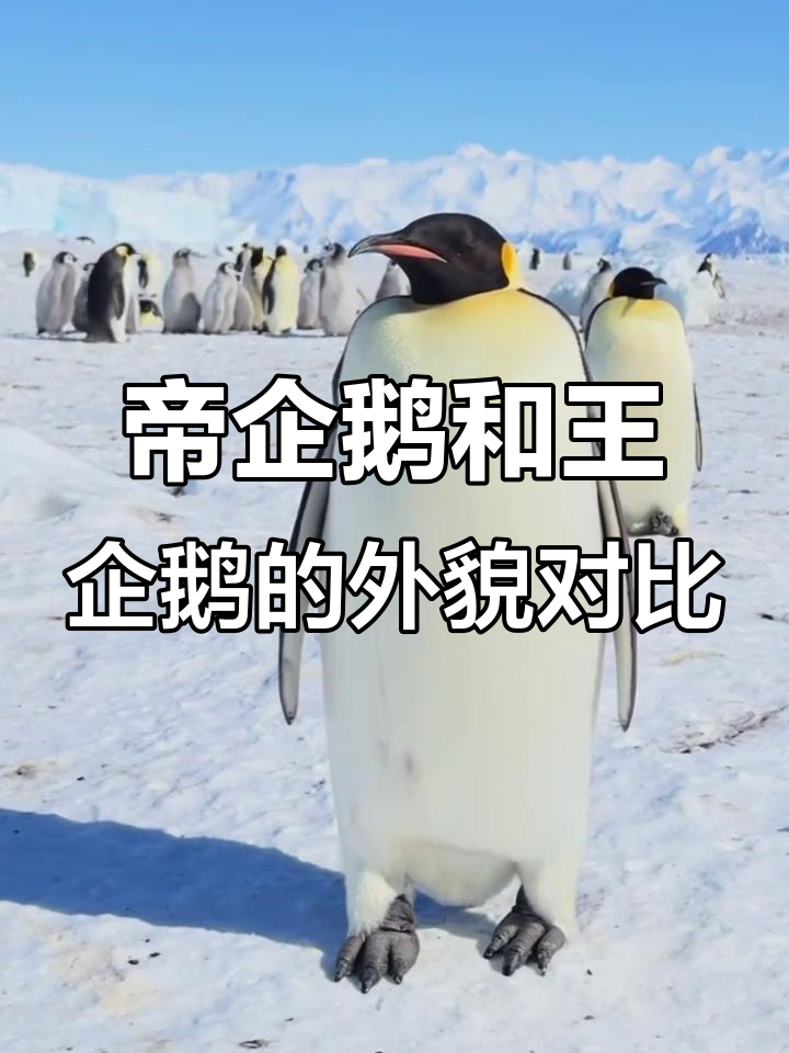 帝企鹅与王企鹅：从猕猴桃到糯米丸的成长蜕变