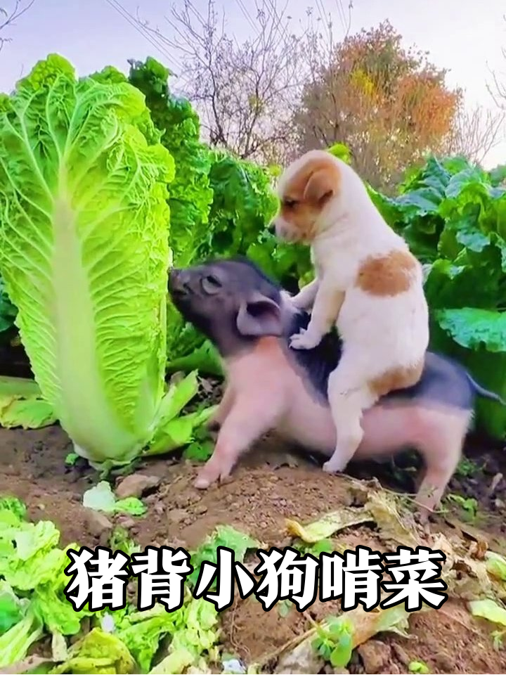 小狗骑猪当“骑士”,菜地狂啃大白菜笑翻网友