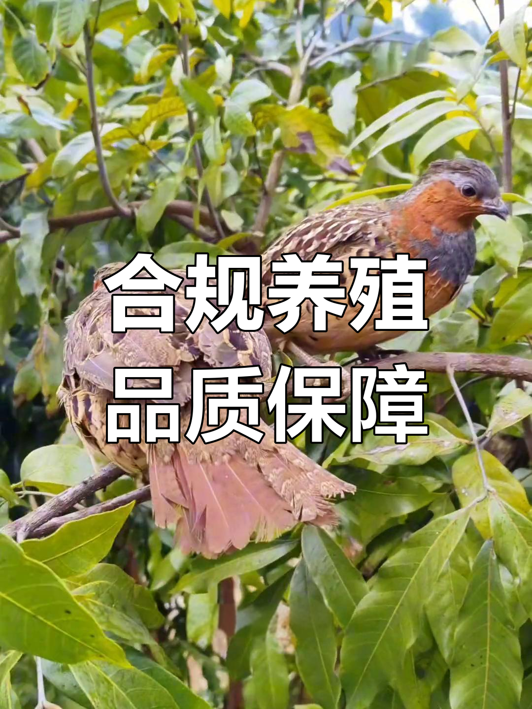 玉梦竹鸡:合法养殖,品质追溯,宠物健康无忧