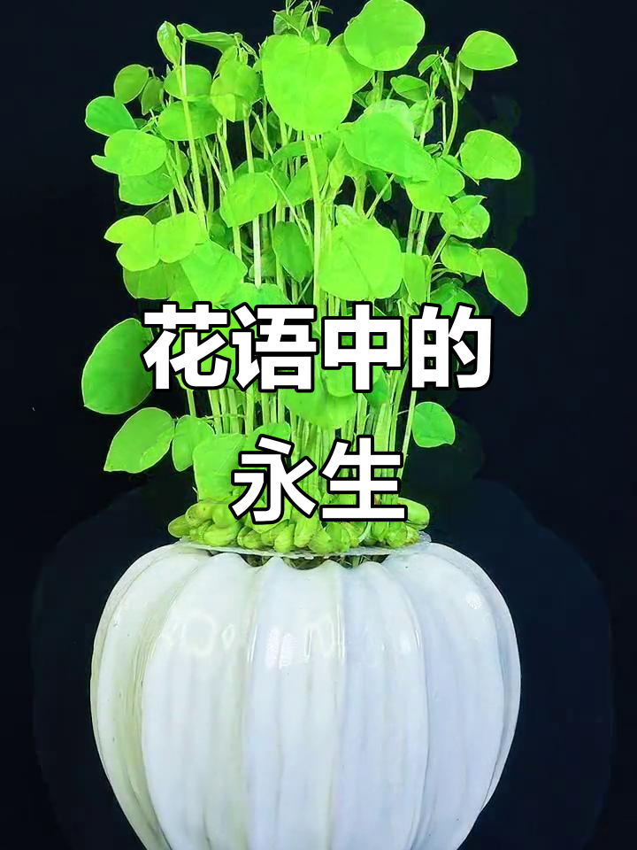 鸡冠刺桐盛开如孔雀,象征永恒与富贵