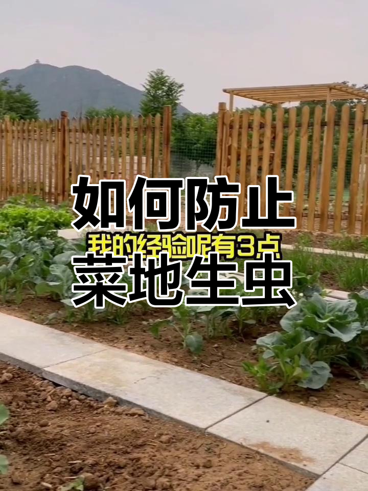蔬菜防虫小技巧,轻松搞定不生虫子