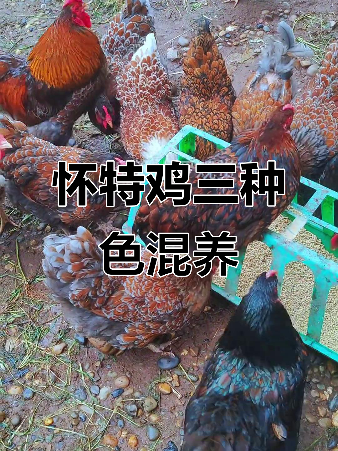 三种颜色怀特鸡混养,不会串肿!紫怀特最可爱