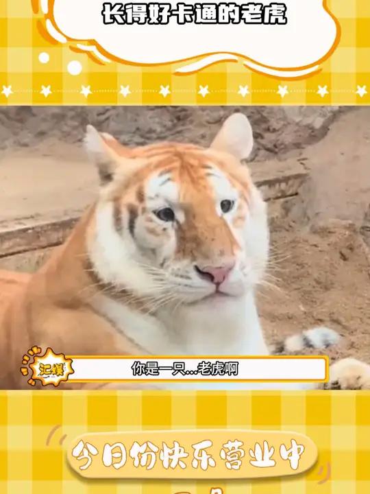 宝宝你是个香香软软的草莓小蛋糕~ 老虎 呆萌 金色孟加拉虎